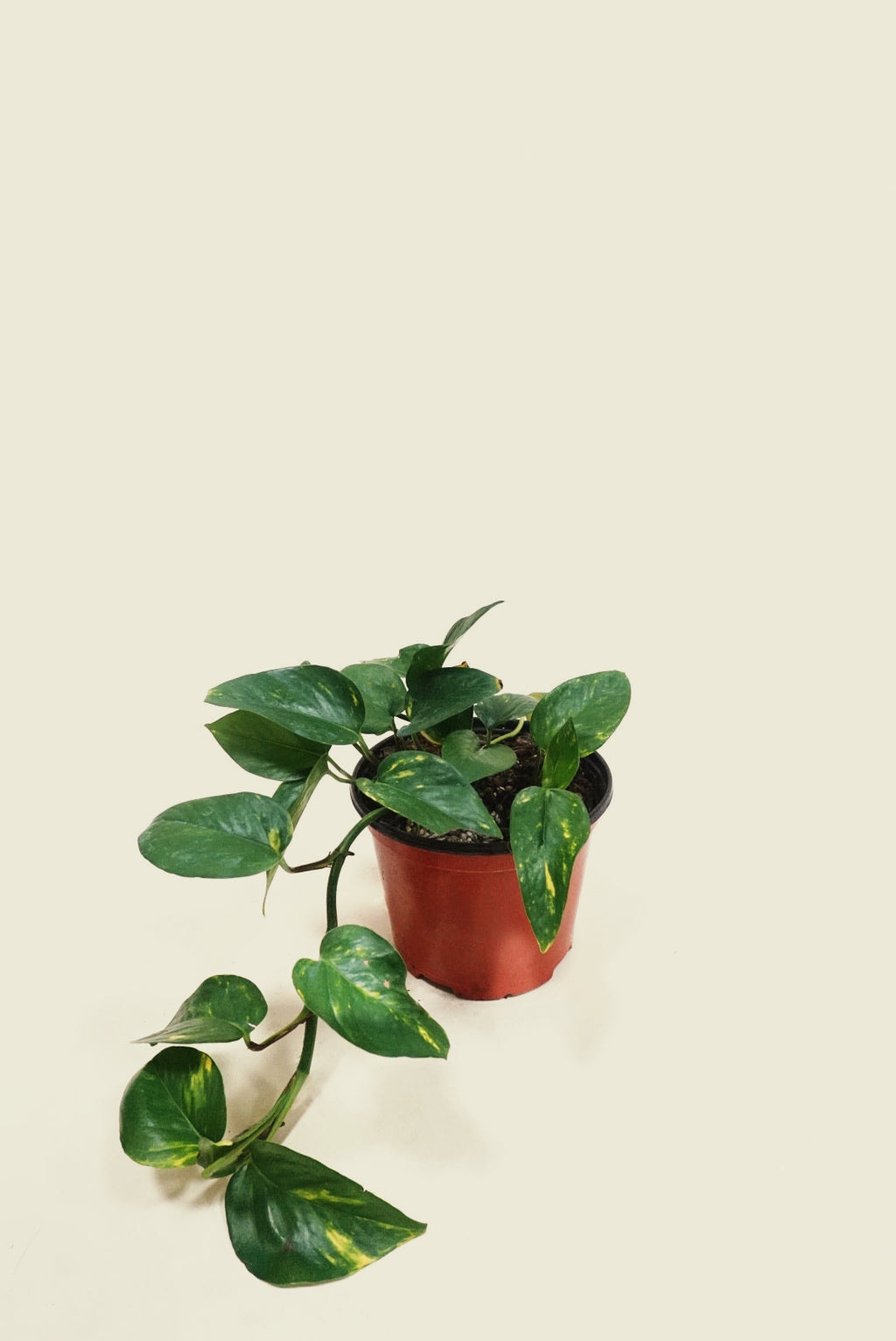 golden green pothos Pothos Golden – Green Rabbit