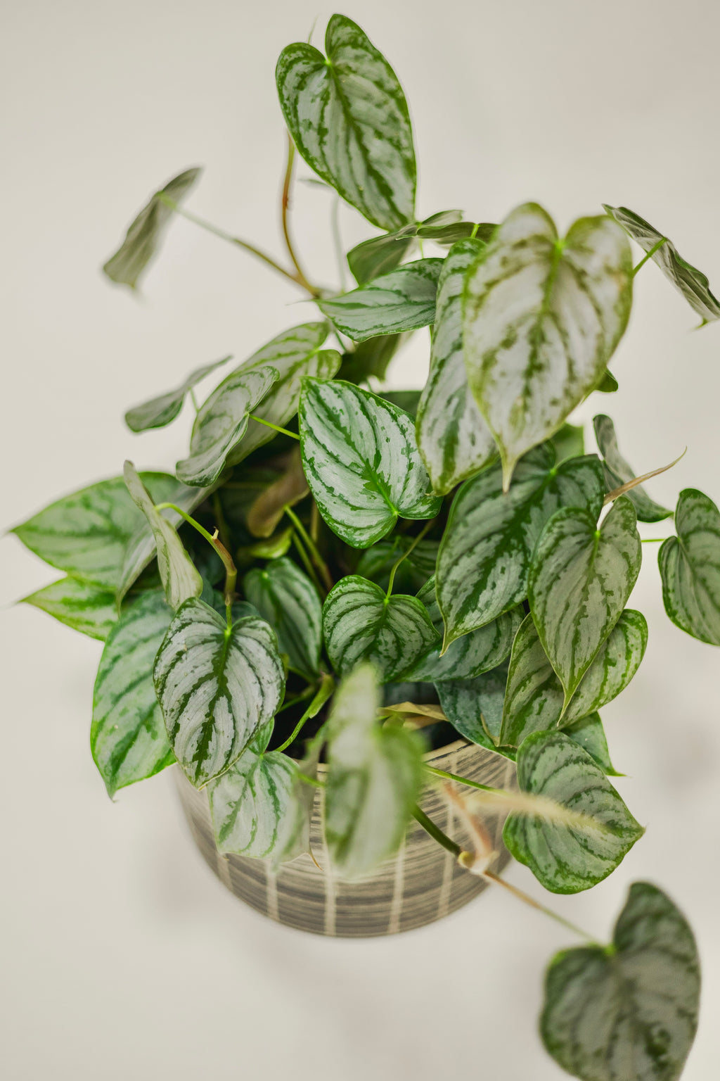 Philodendron Brandtianum – Green Rabbit