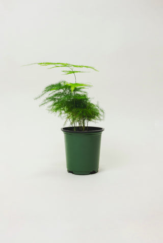 Asparagus Fern Plumosa