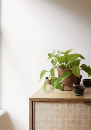 Pothos Neon