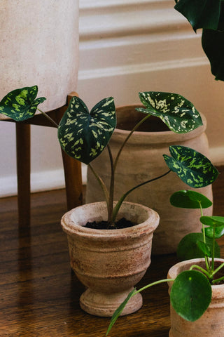 Paris Pot