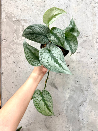 Scindapsus Exotica