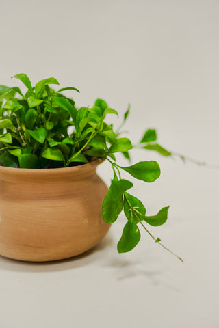 Hoya Heuschkeliana Pink