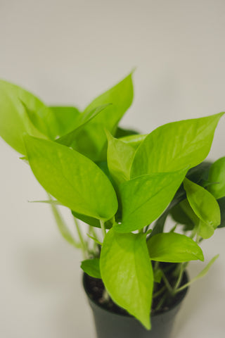 Pothos Neon