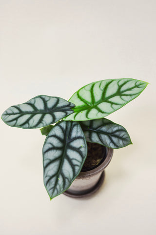 Alocasia Silver Dragon
