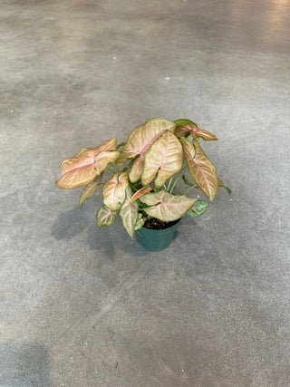 Syngonium Pink