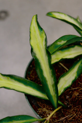 Hoya Weyetti Tricolor