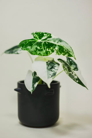 Variegated Alocasia 'Frydek'