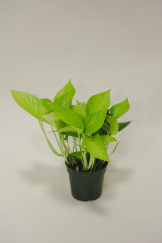 Pothos Neon