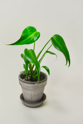 Monstera 'Burle Marx Flame'