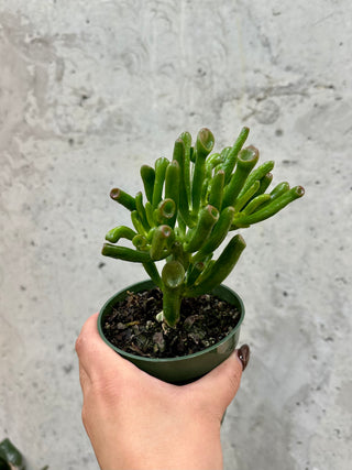 Gollum Jade