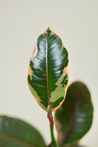 Ficus Ruby