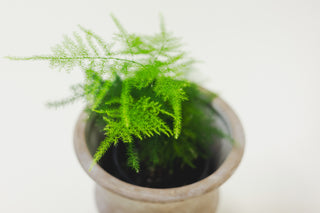 Asparagus Fern Plumosa