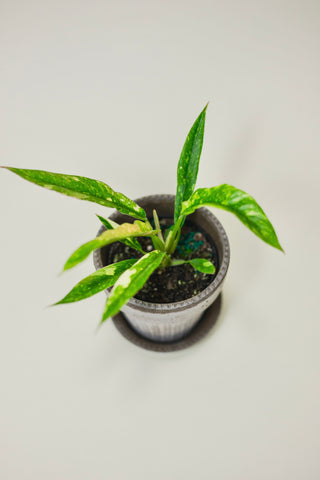 Philodendron 'Ring of Fire'