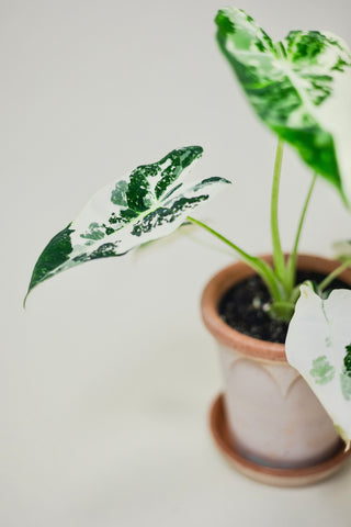 Variegated Alocasia 'Frydek'