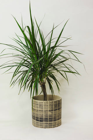 Dracaena Marginata Braid