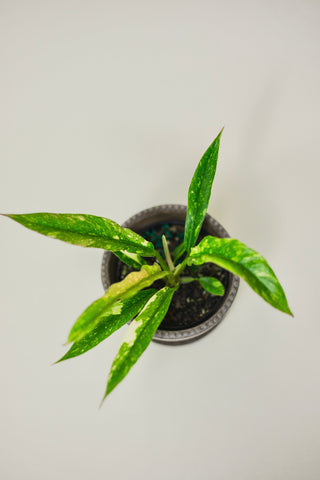 Philodendron 'Ring of Fire'
