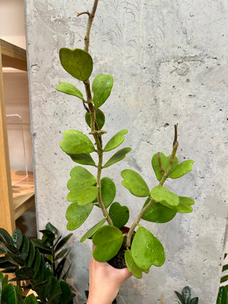 Hoya Kerrii