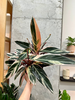 Triostar Stromanthe
