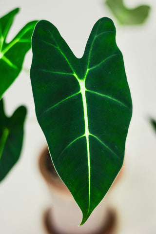 Alocasia 'Frydek'