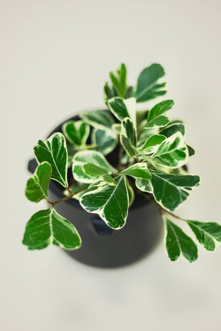 Ficus Triangularis Variegated