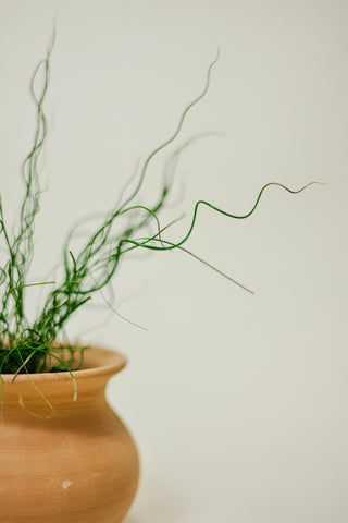 Juncus 'Spiralis Twister' (Corkscrew Plant)