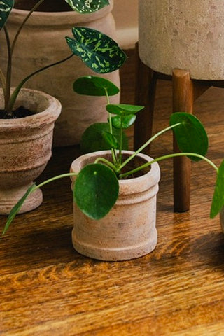Pilea Peperomioides