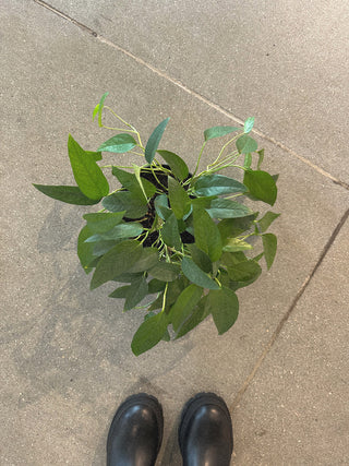 Pothos Cebu Blue