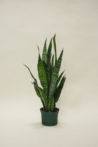 Sansevieria Zeylanica