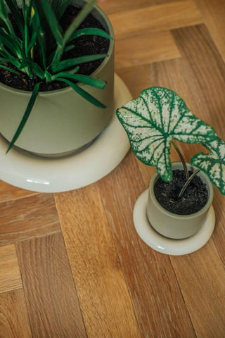 Lily Glazed Saucer