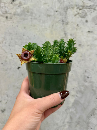 Huernia Zebrina "Lifesaver"