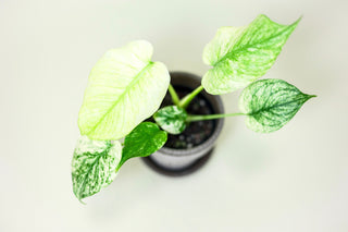 Monstera 'Mint'