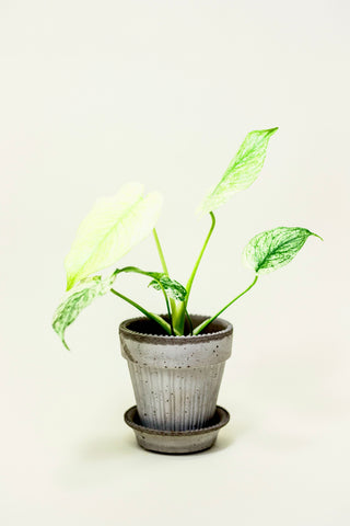 Monstera 'Mint'