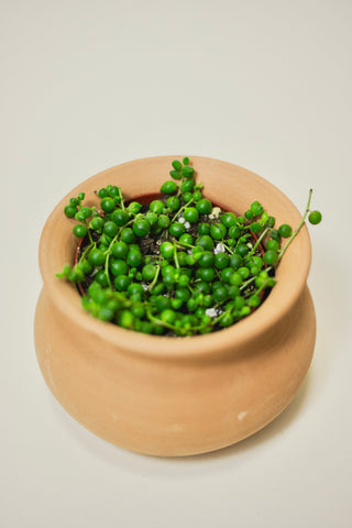 String of Pearls Green