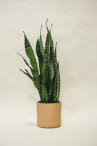 Sansevieria Zeylanica