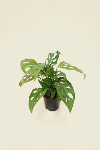 Monstera Swiss Cheese Adansonii