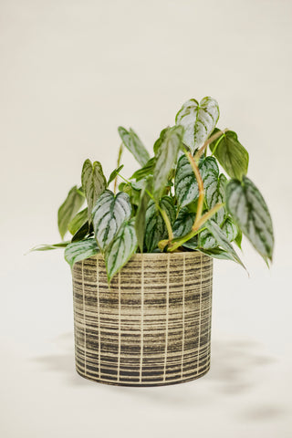 Philodendron Brandtianum
