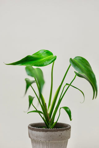 Monstera 'Burle Marx Flame'