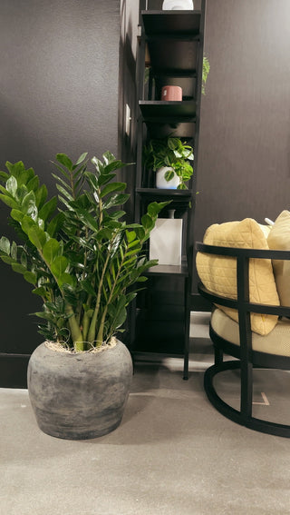 Potted indoor plant on the floor with a chair and shelves in the background