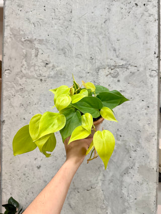 Philodendron Neon