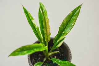 Philodendron 'Ring of Fire'