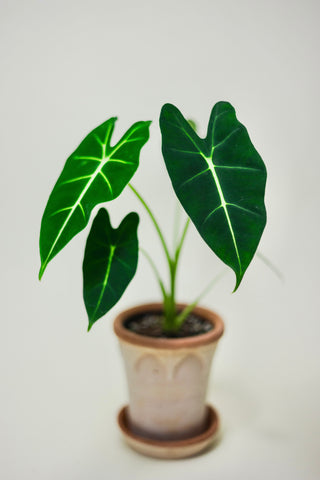 Alocasia 'Frydek'