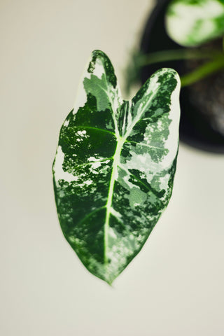 Variegated Alocasia 'Frydek'