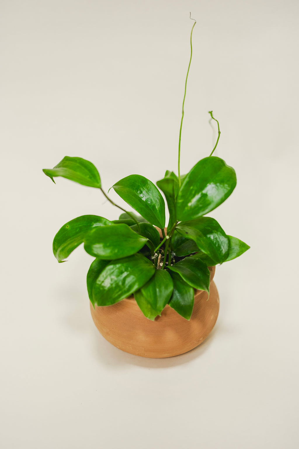 Hoya Quinquenervia – Green Rabbit