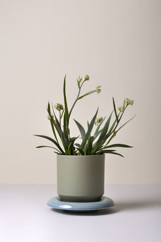 Lily Glazed Saucer