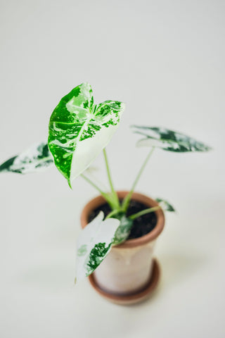 Variegated Alocasia 'Frydek'