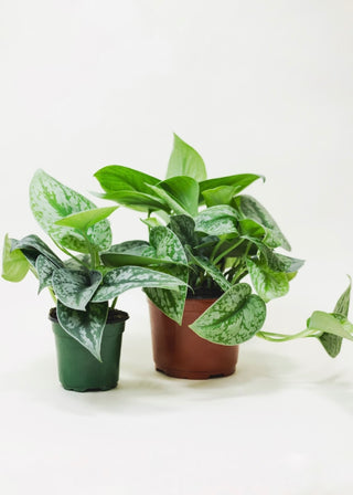Scindapsus Silver Satin