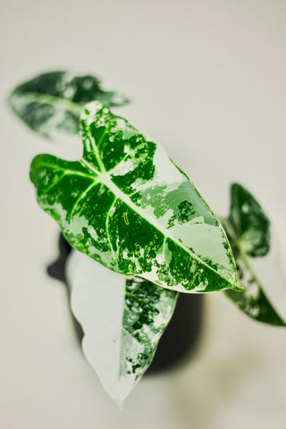 Variegated Alocasia 'Frydek'