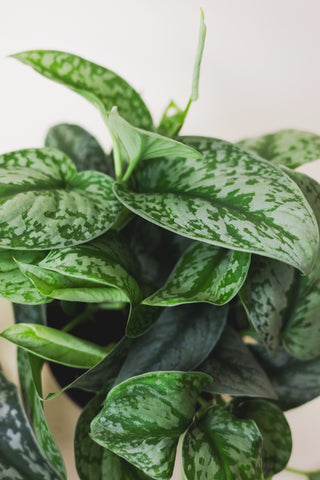 Scindapsus Silver Satin