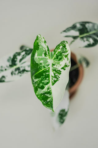 Variegated Alocasia 'Frydek'